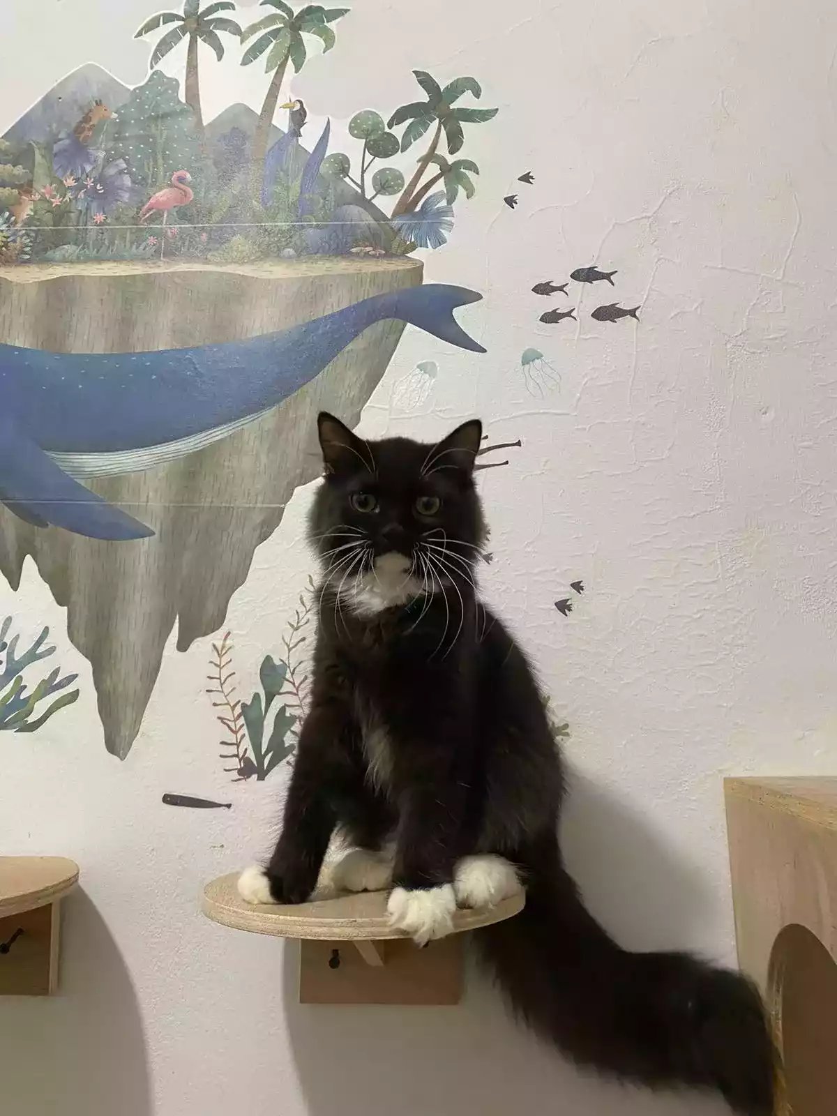 Kucing Persia Hitam Putih Jantan Bulu Lebat Aktif