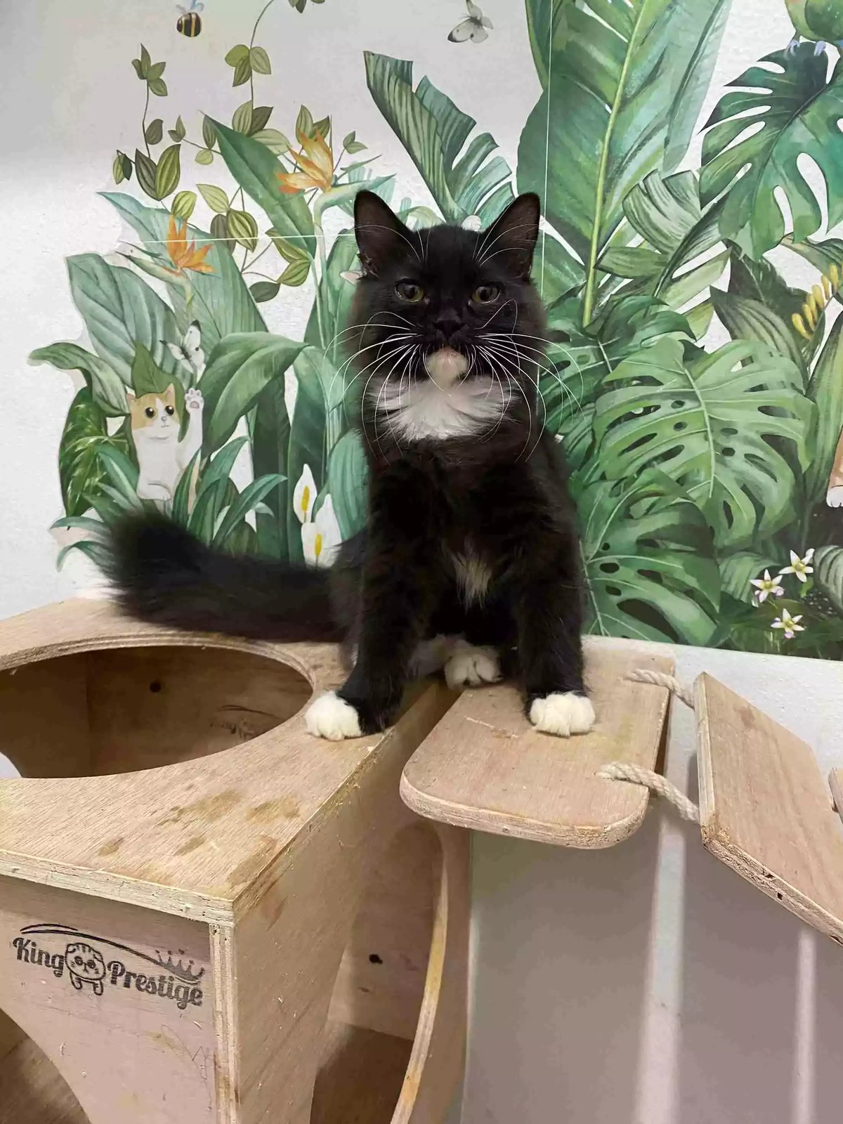 Kucing Persia Hitam Putih Jantan Bulu Lebat Aktif