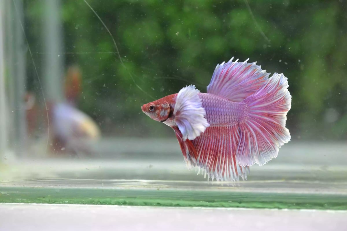 Ikan Cupang Halfmoon Dumbo Ear