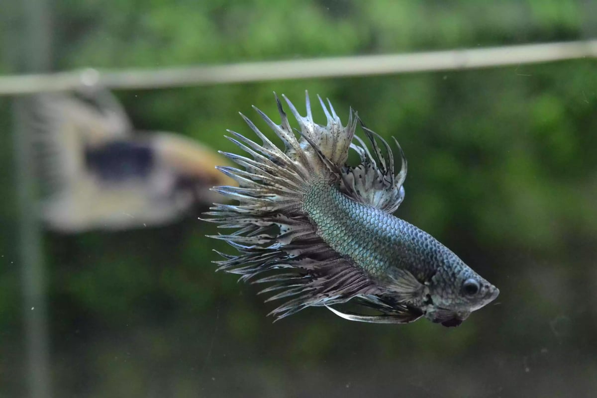 Ikan Cupang Crowntail Copper