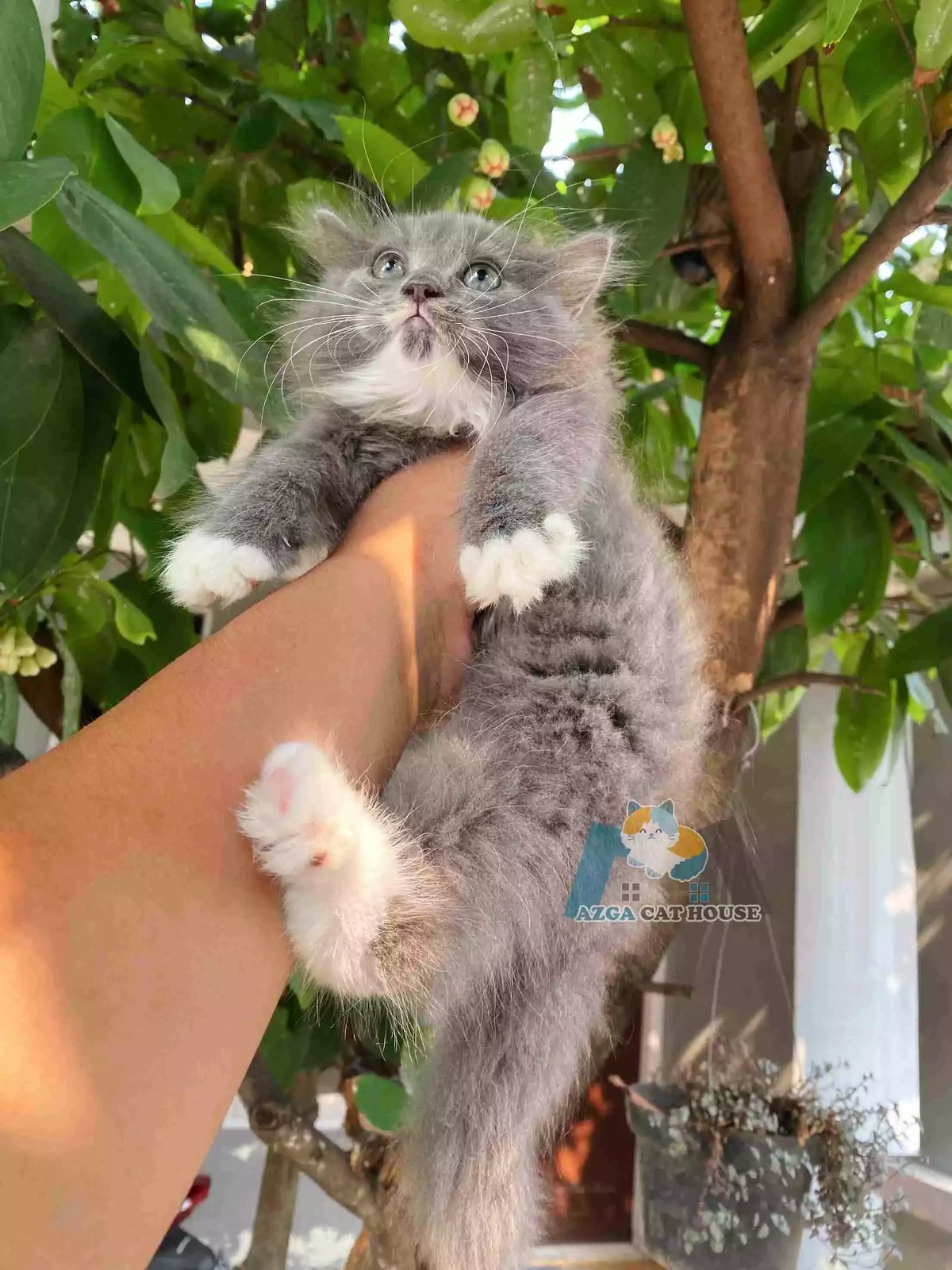 Kucing Persia Abu Abu Putih Gelap Bulu Lebat Aktif