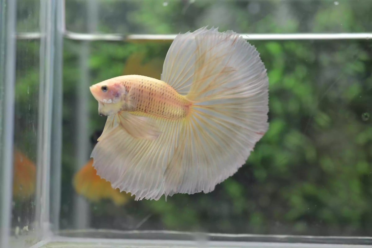 Ikan Cupang Halfmoon Potato