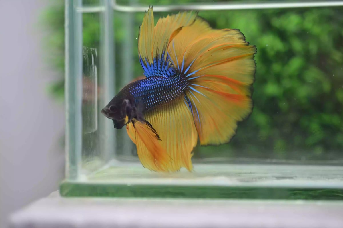 Ikan Cupang Rosetail MG Yellow Blue