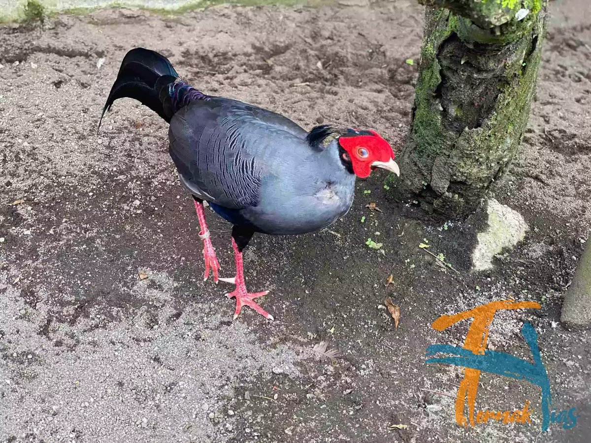 Siamese Fireback Pheasant
