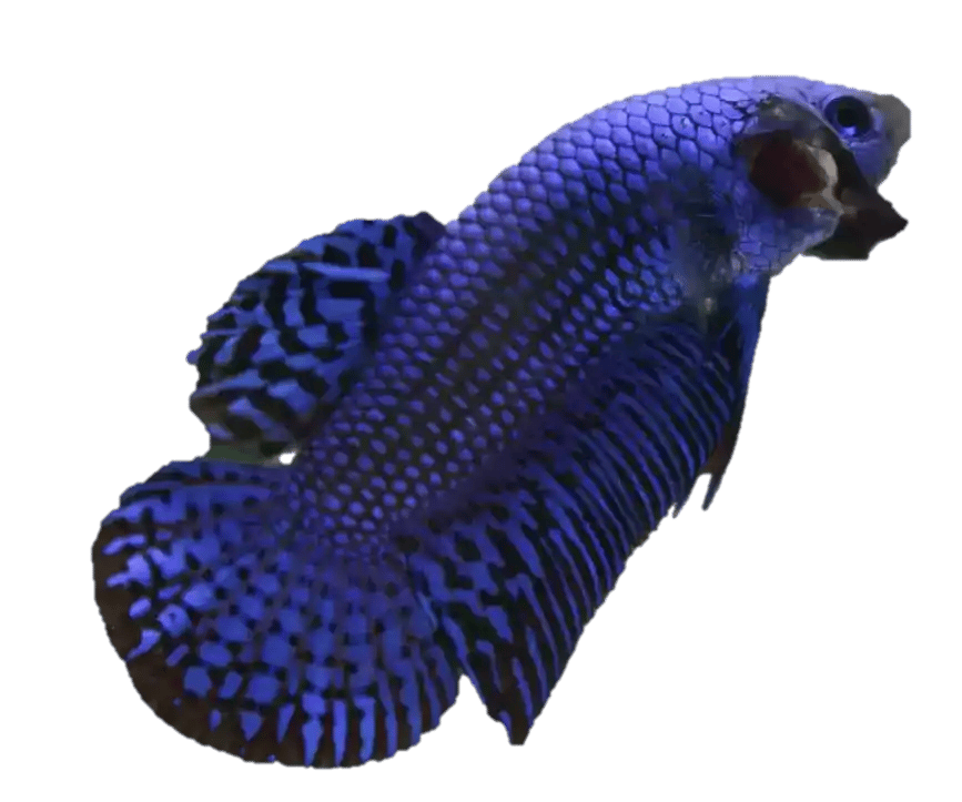 Ikan Cupang Alien Wild Betta Hybreed