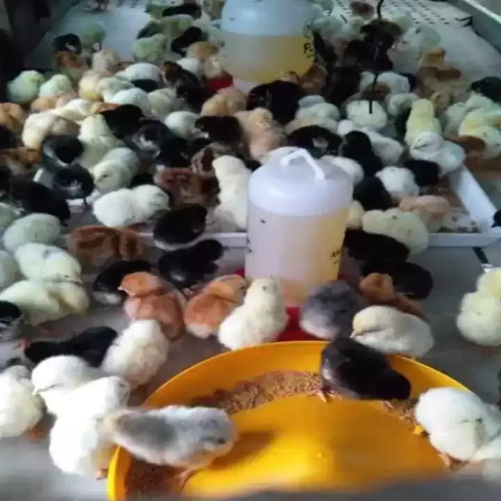 DOC Ayam Kampung Super