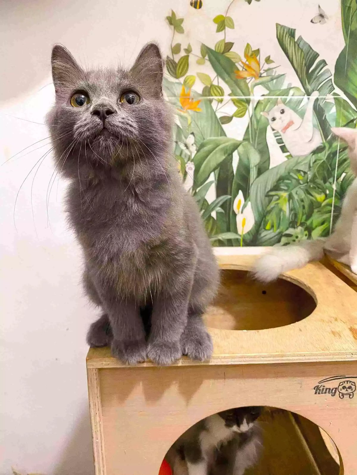 Kucing Persia Abu-abu Smoke Full Bulu Lebat & Aktif