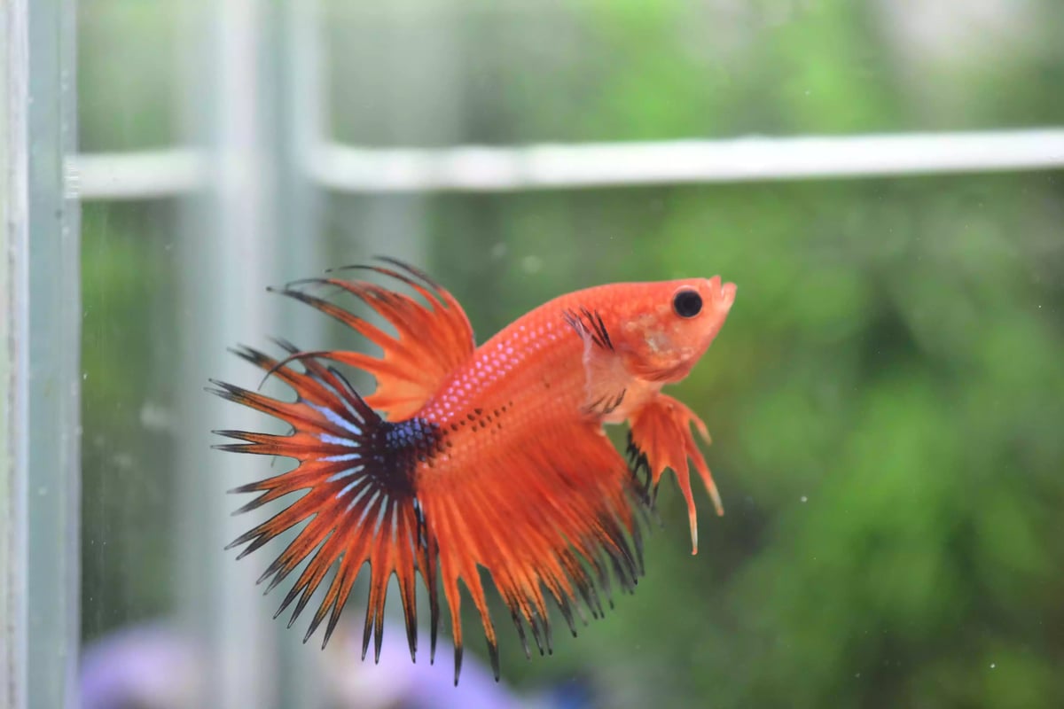 Ikan Cupang Crowntail Fancy