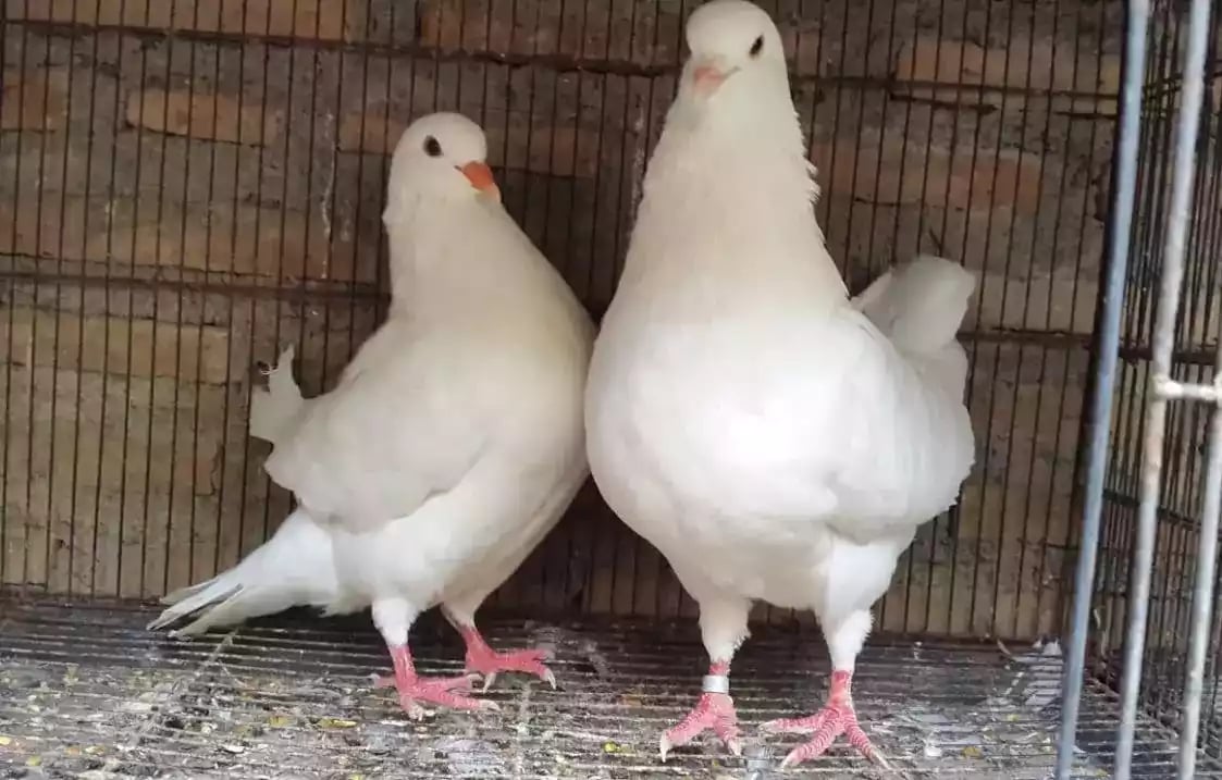 Burung Merpati King Jumbo