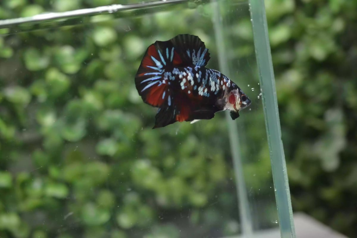 Ikan Cupang Plakat Avatar