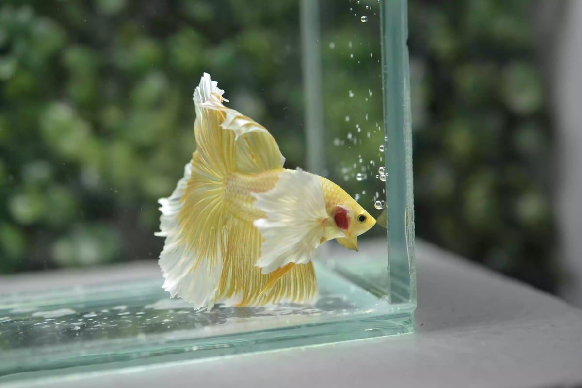 Ikan Cupang Halfmoon Dumbo Ear Gold