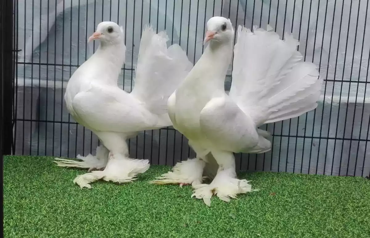 Burung Merpati Kipas