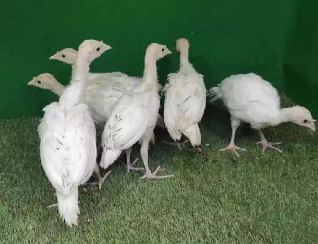 Kalkun White Holland