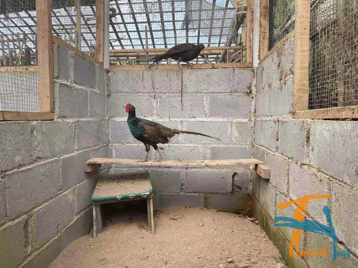 Ringneck Pheasant Hijau