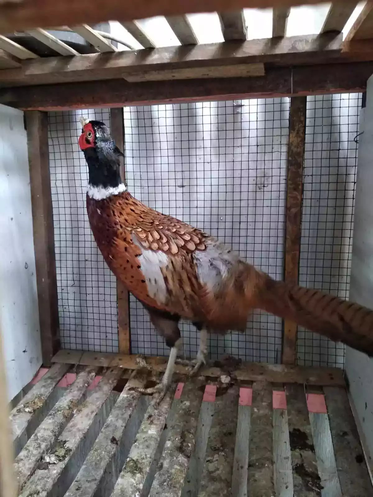 Ringneck Pheasant Merah