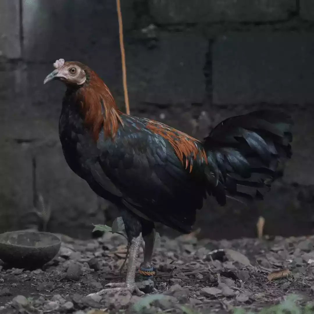 DOC Ayam Kampung Asli