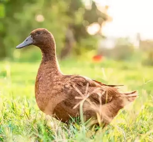 DOD Bebek Khaki Campbell