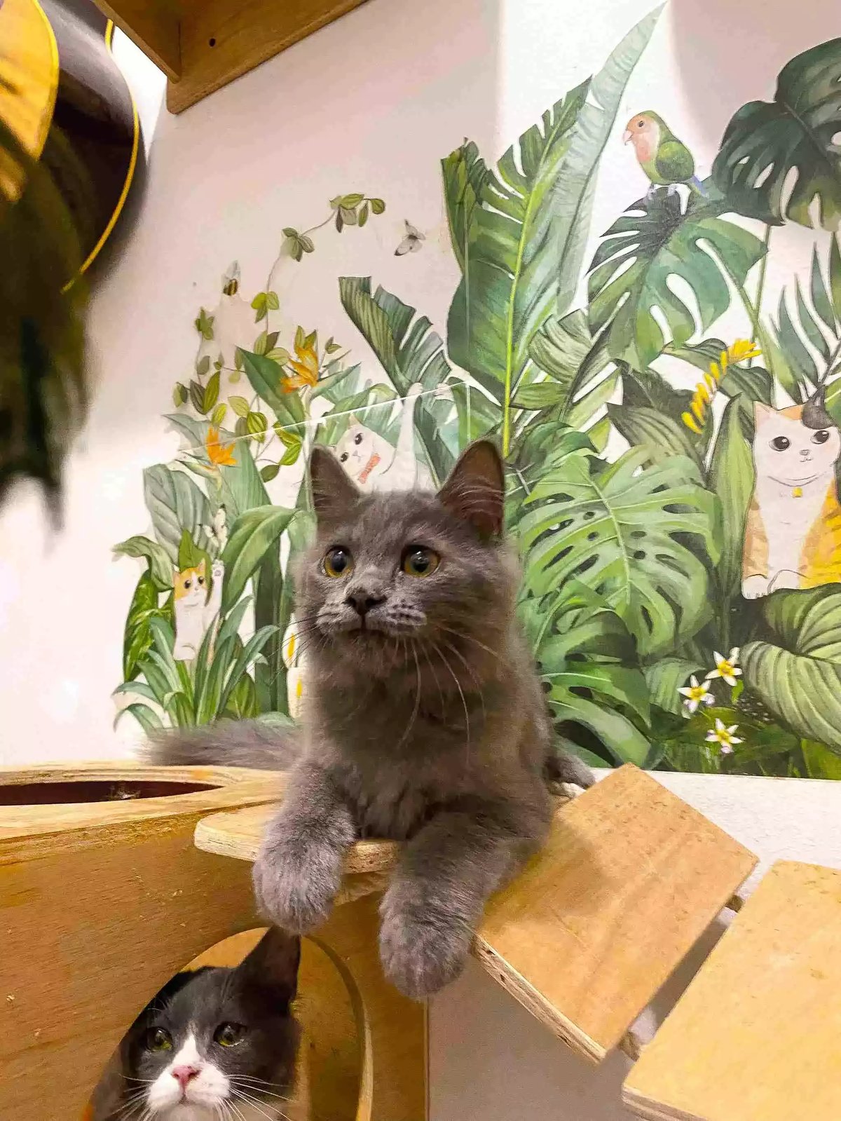 Kucing Persia Abu-abu Smoke Full Bulu Lebat & Aktif