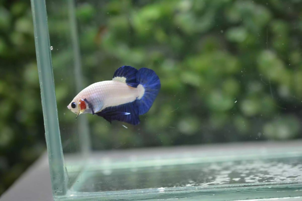 Ikan Cupang Plakat Bluerim