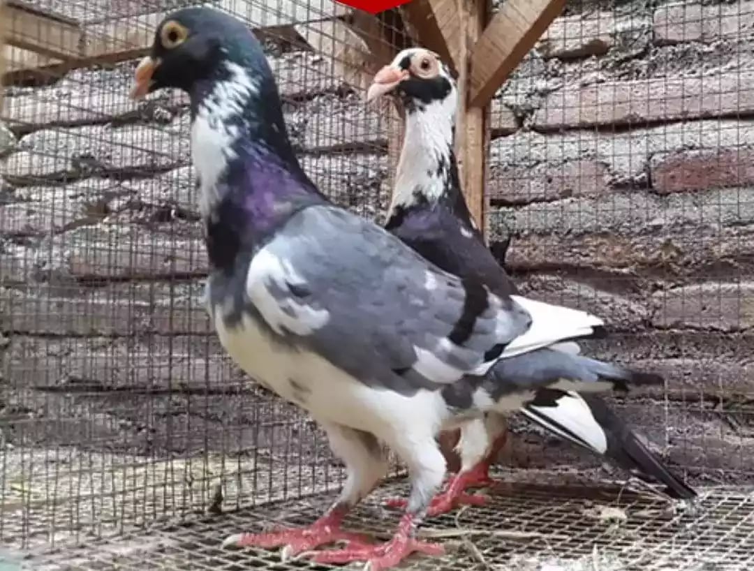 Burung Merpati English Carrier