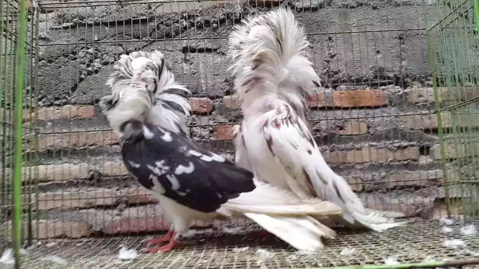 Burung Merpati Jacobin