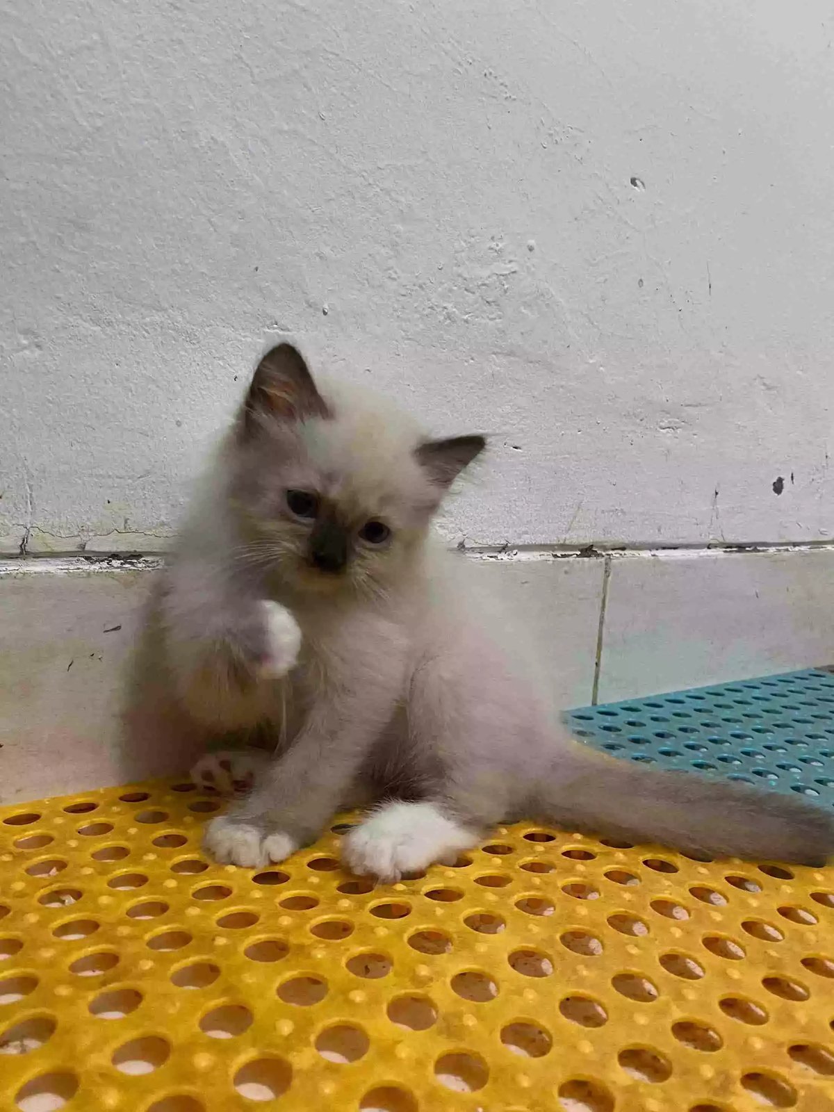 Kucing Himalaya Seal Point Bulu Lebat Aktif