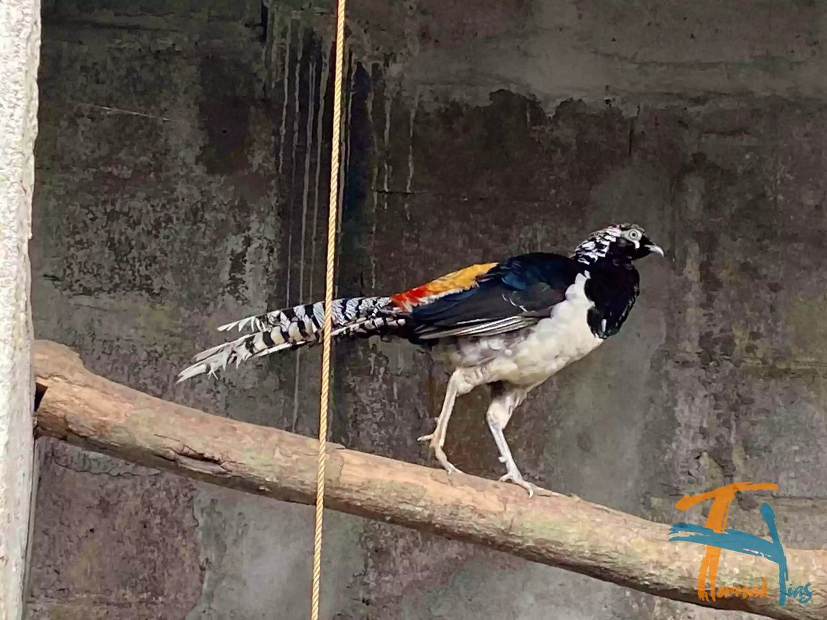 Lady Amherst's Pheasant