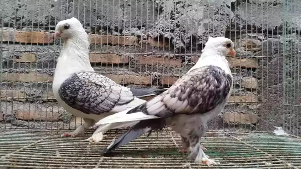 Burung Merpati Sattinet