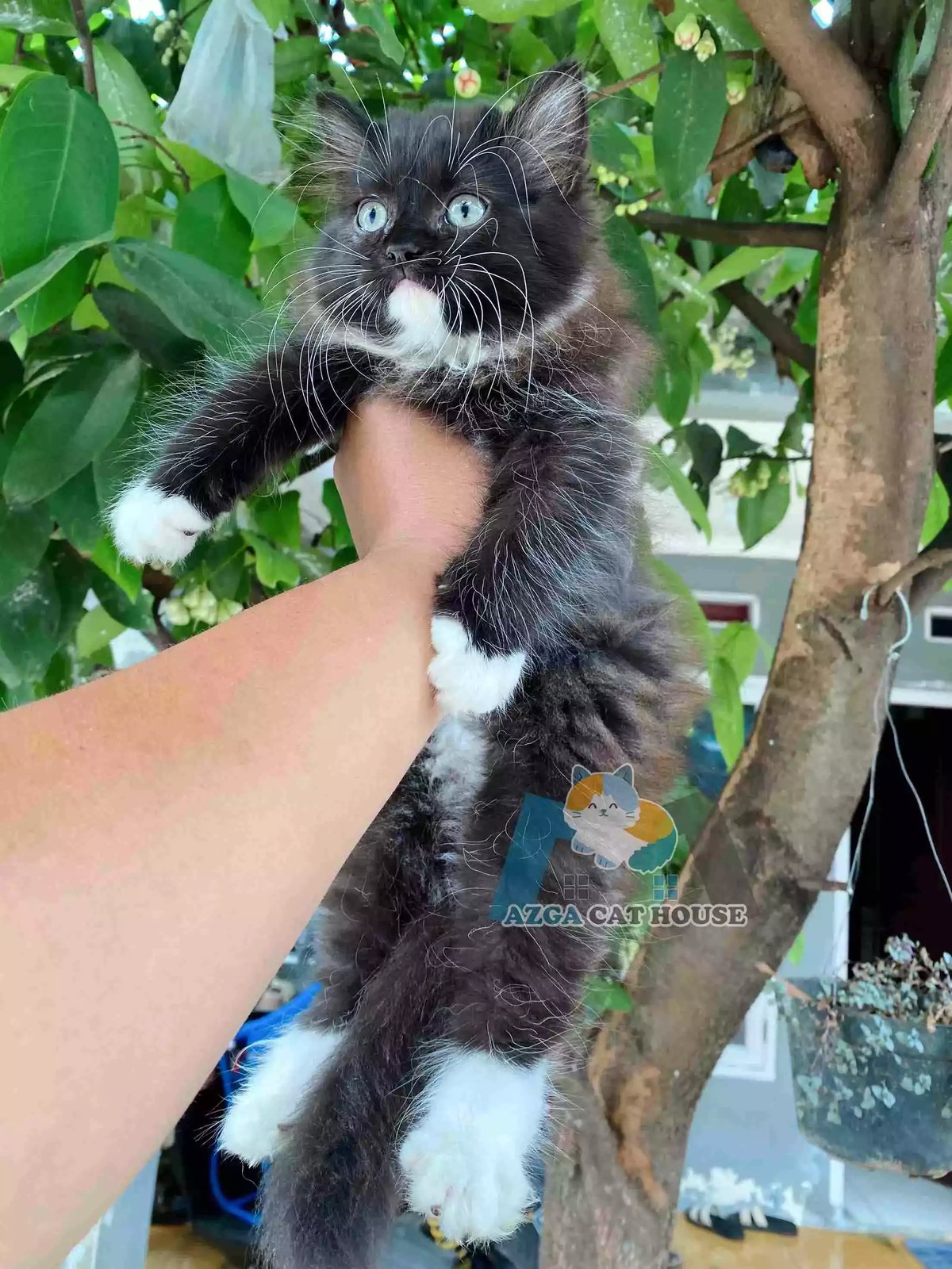 Kucing Persia Hitam Putih Longhair Bulu Lebat Aktif