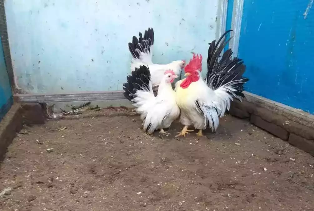 Ayam Kate Chabo Blacktail