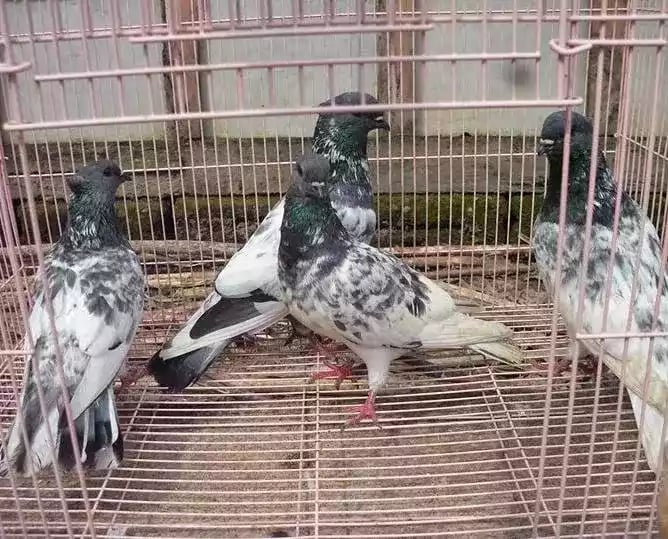 Burung Merpati Brongsong