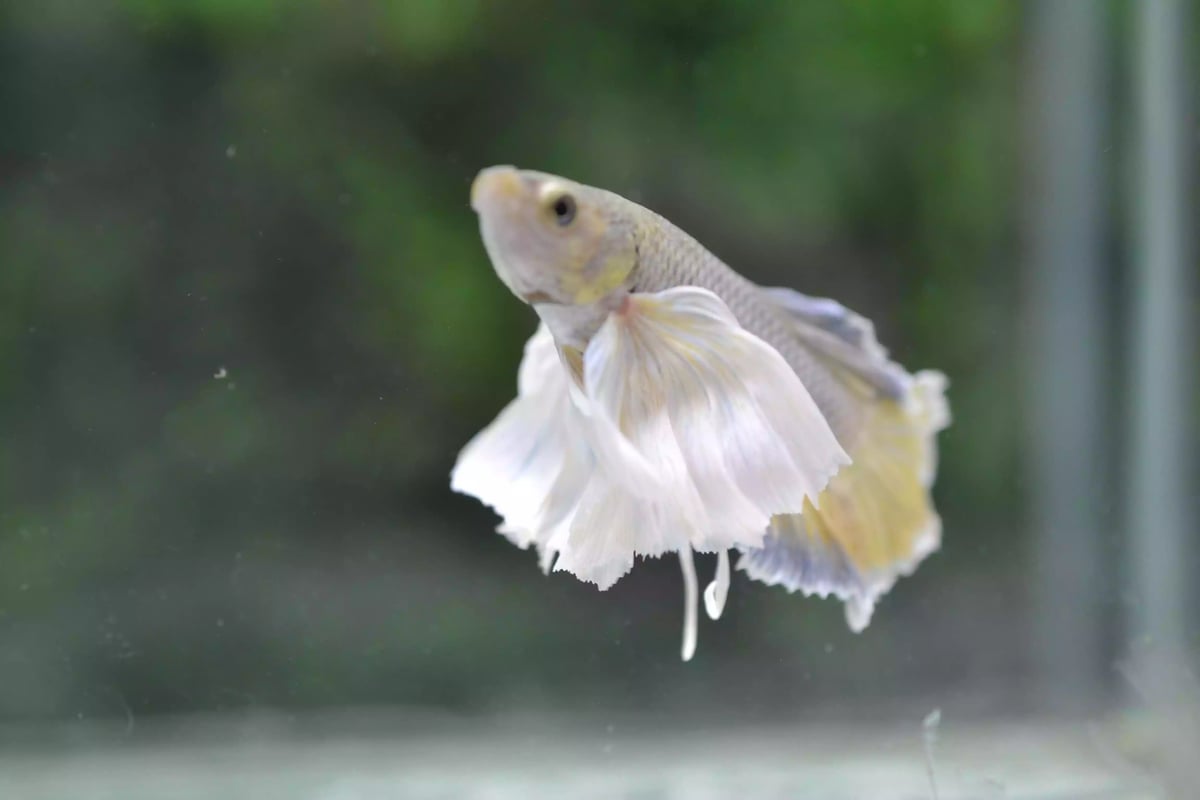 Ikan Cupang Dumbo Ear