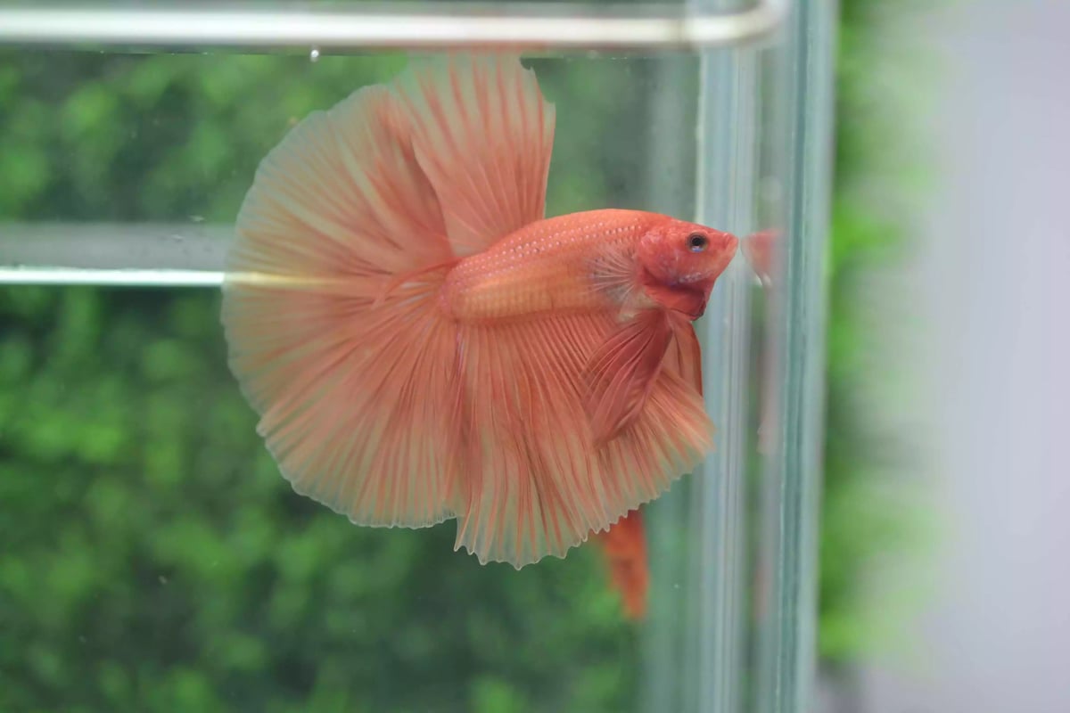 Ikan Cupang Halfmoon Orange