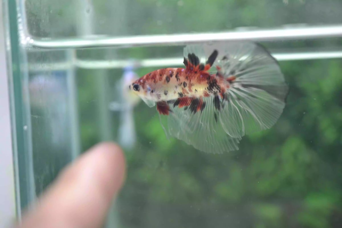 Ikan Cupang Halfmoon Marble