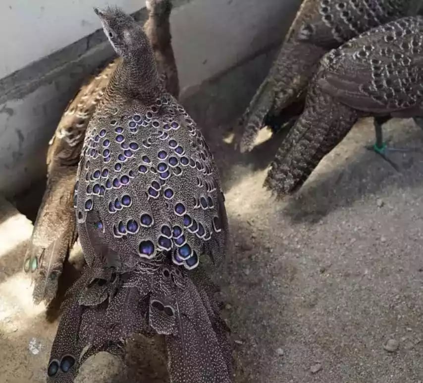 Grey Peacock Pheasant