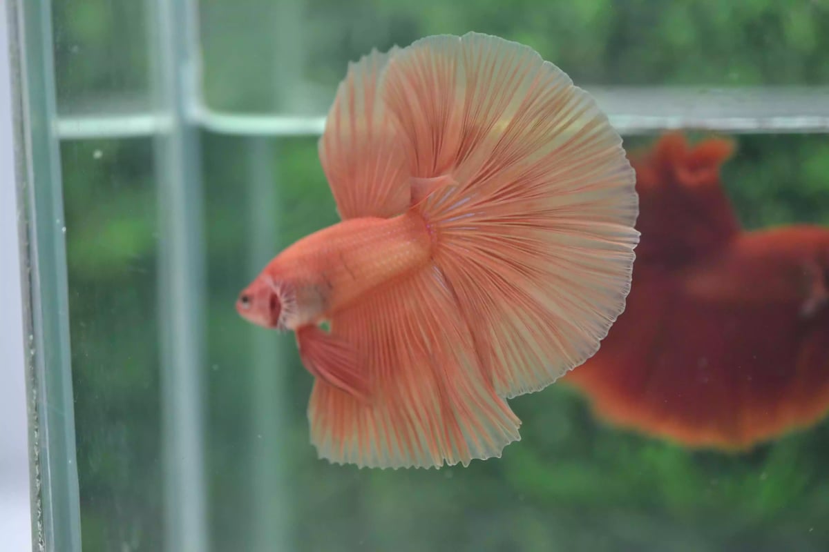 Ikan Cupang Halfmoon Orange