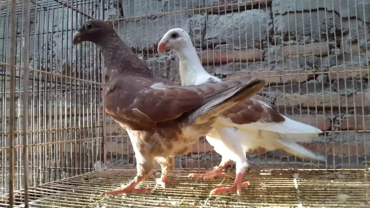 Burung Merpati Jerman GBH