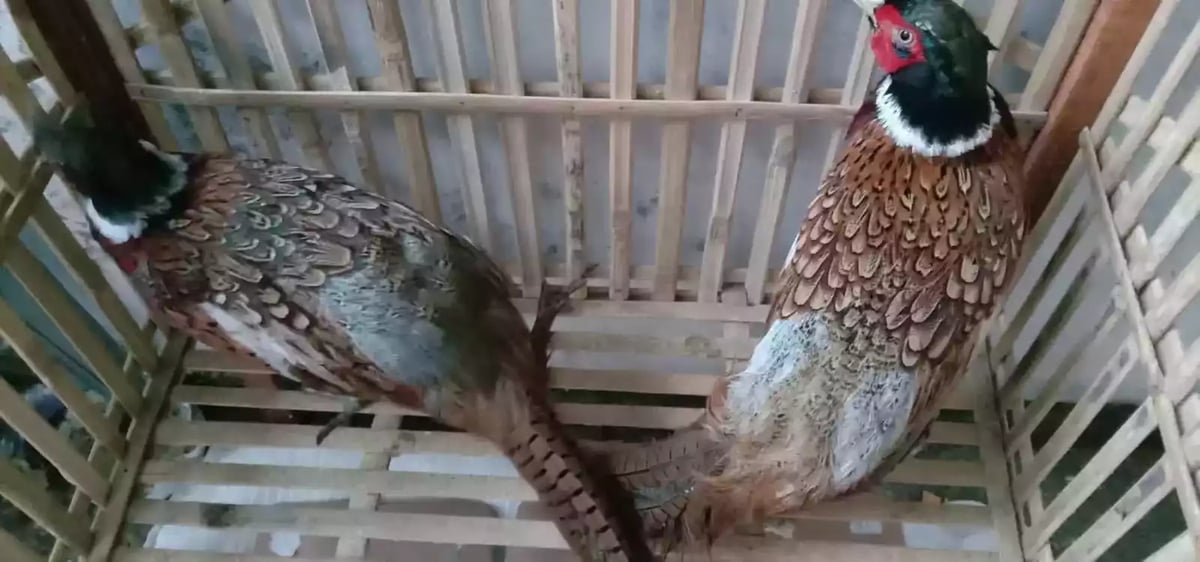 Ringneck Pheasant Merah