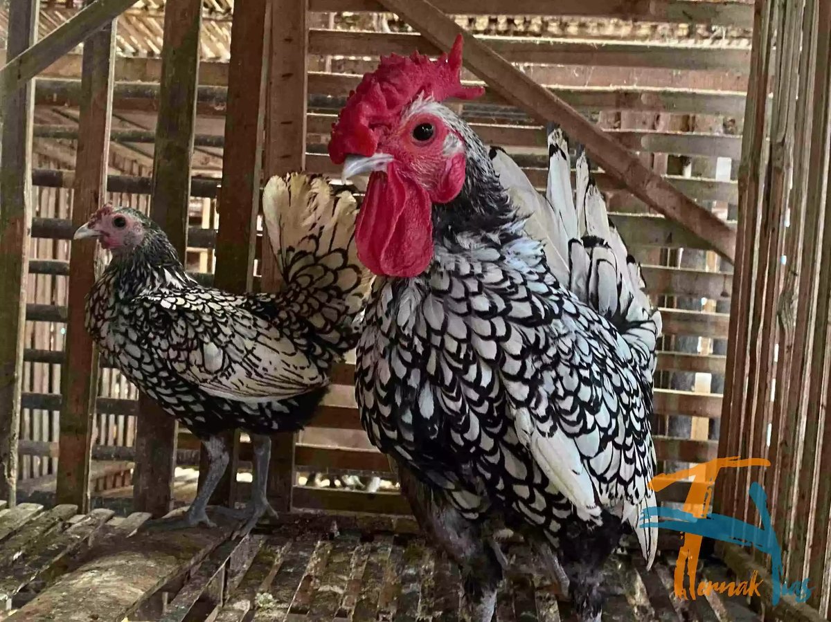 Ayam Sebright (Batik Itali)