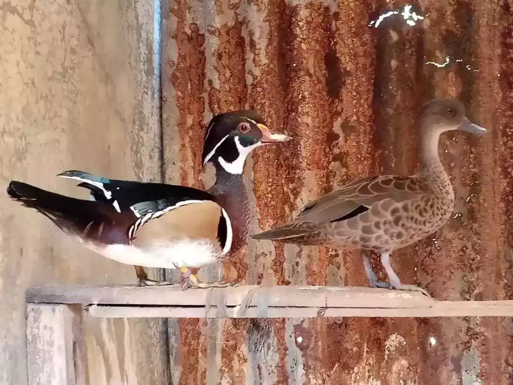 Bebek Caroline (Wood / Kayu)