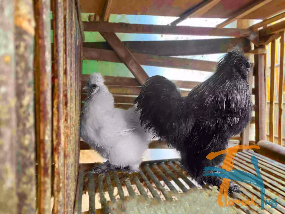 Ayam American Silkie