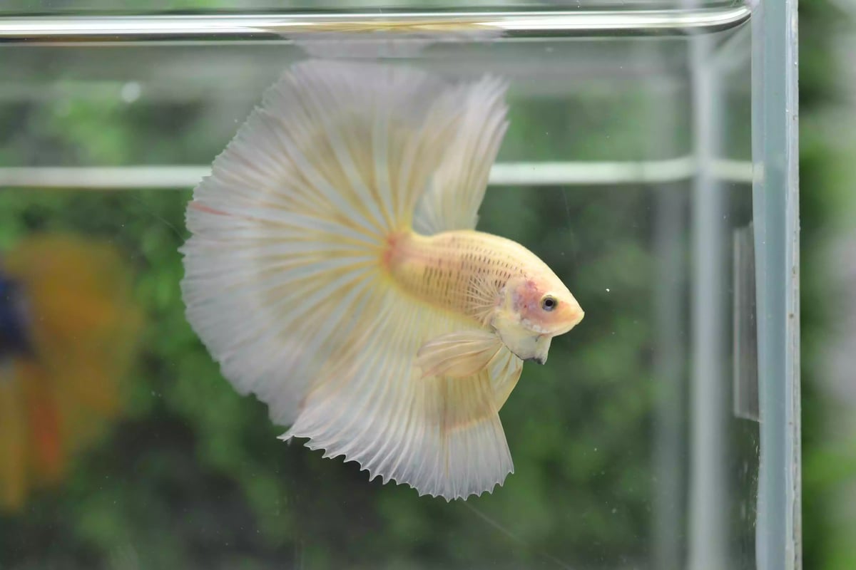 Ikan Cupang Halfmoon Potato