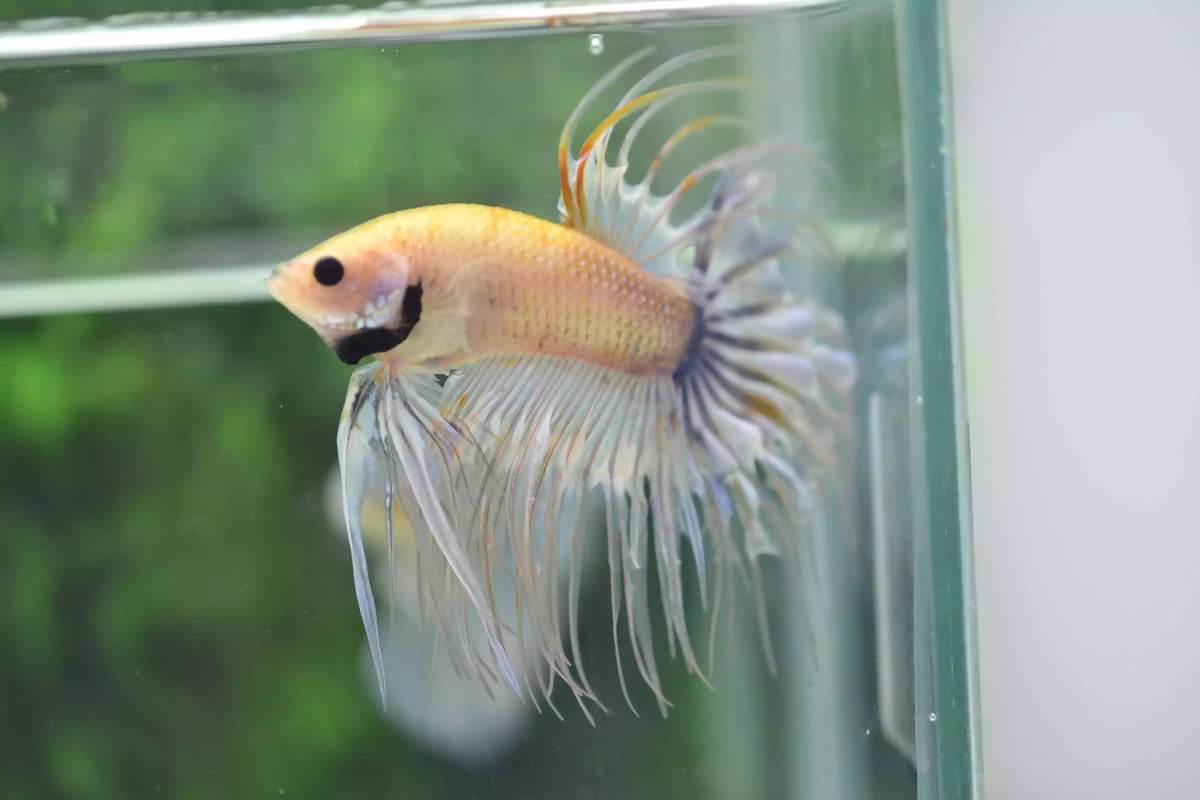Ikan Cupang Crowntail Marble