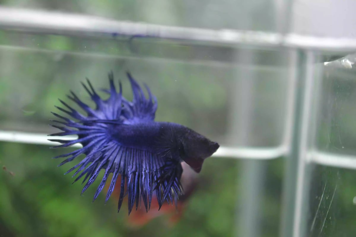 Ikan Cupang Crowntail Blue