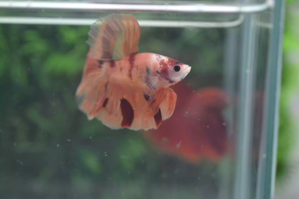 Ikan Cupang Halfmoon Nemo