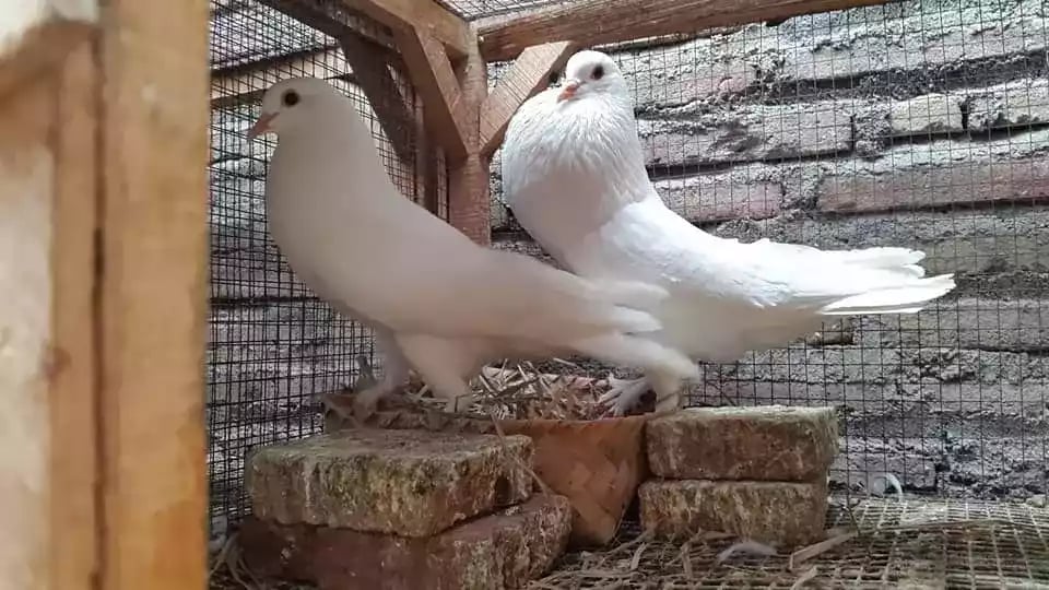 Burung Merpati Gondok