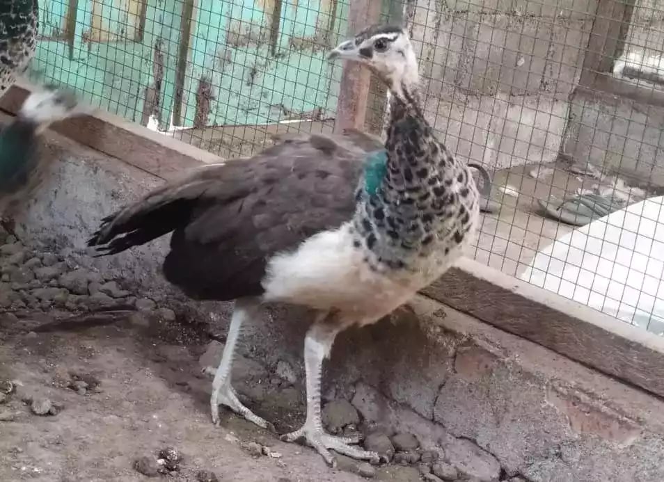 Burung Merak Blorok (Pied)