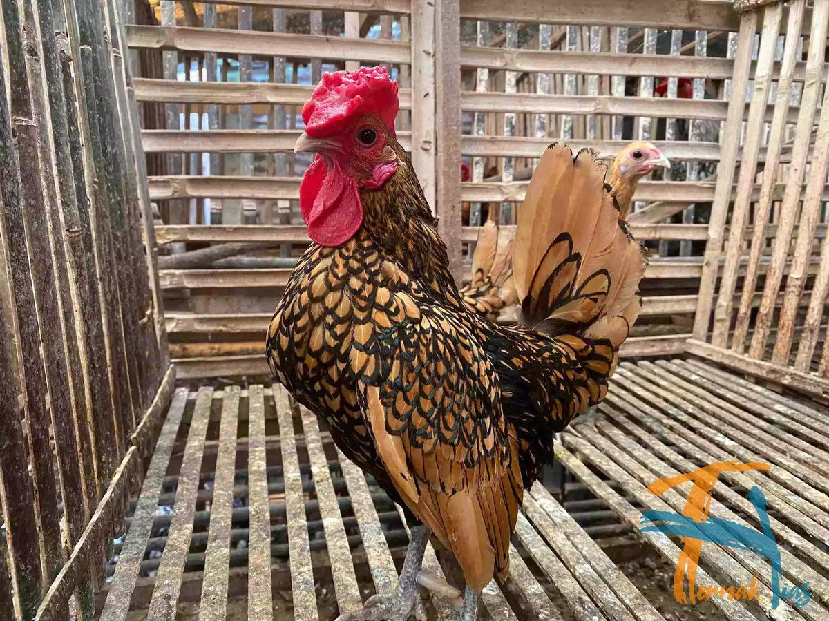 Ayam Sebright (Batik Kanada)