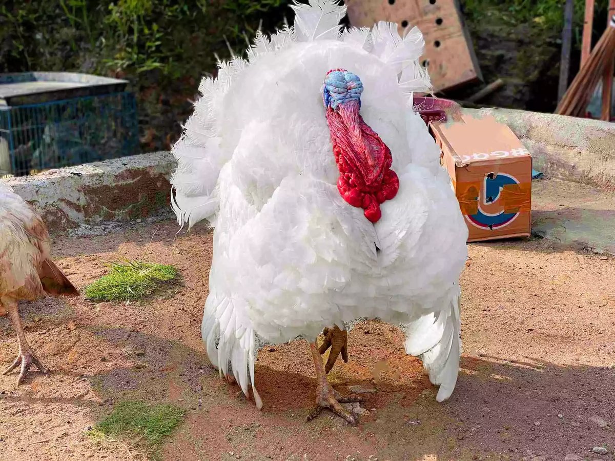 Kalkun White Holland