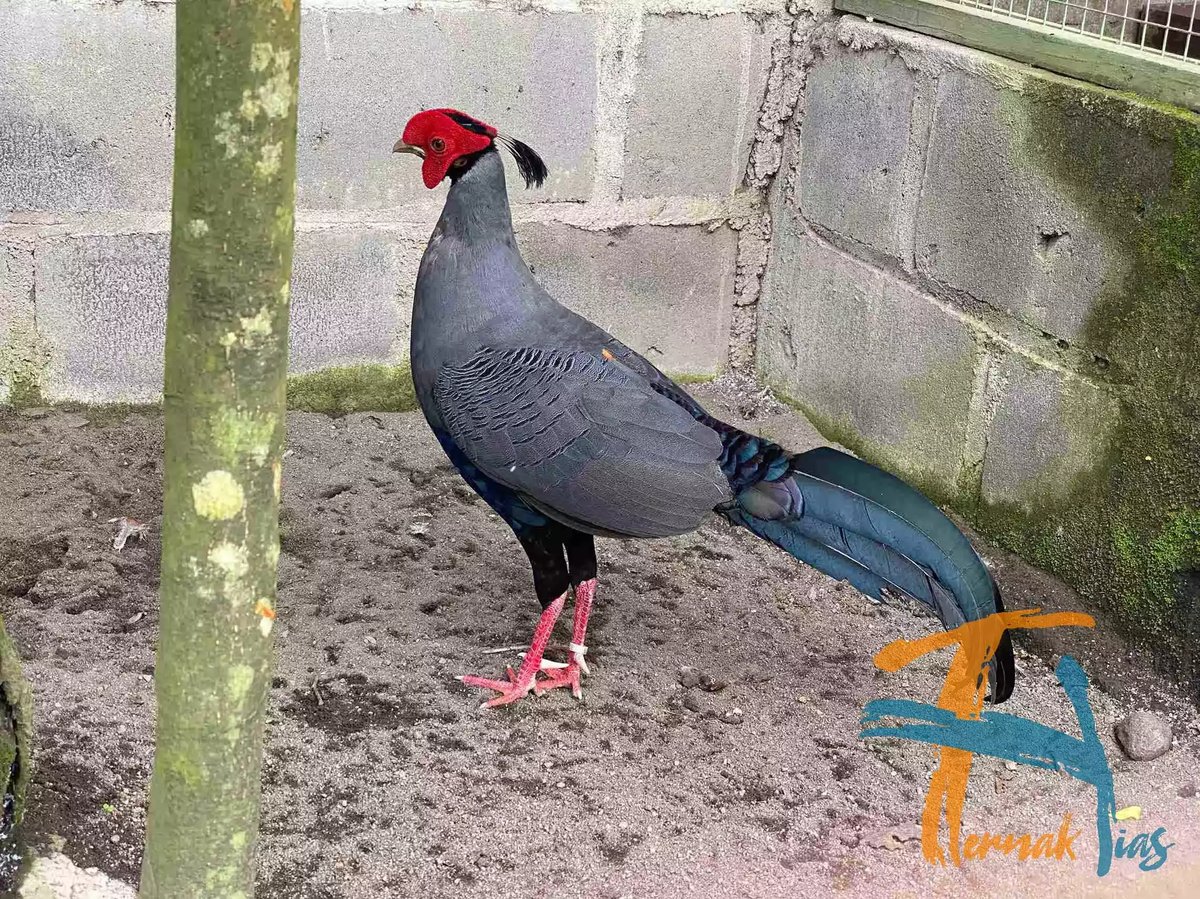 Siamese Fireback Pheasant